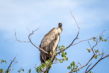 Bir ağacın altında oturup Ak sırtlı akbabası.