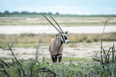 Gemsbok kameraya yıldızı.