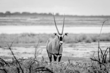 Gemsbok kameraya yıldızı.
