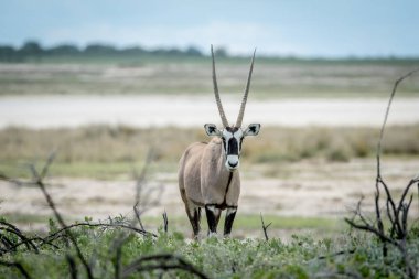 Gemsbok kameraya yıldızı.