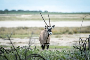 Gemsbok kameraya yıldızı.