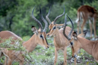 Grup erkek Kara yüzlü impalas.