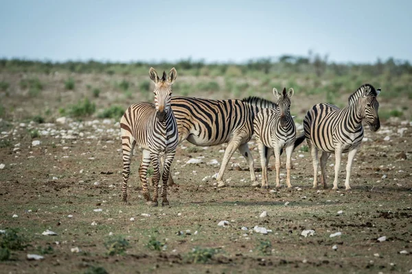 Zebra csorda állandó a fűben. — Stock Fotó