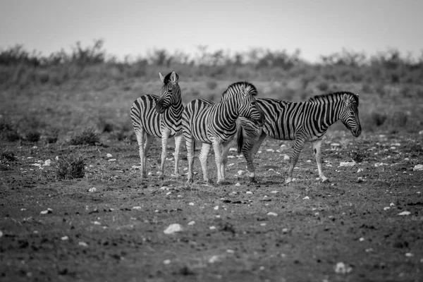 Flock zebror stående i gräset. — Stockfoto