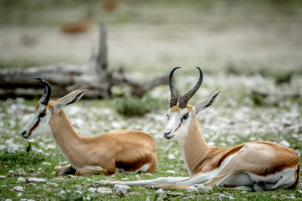 Dois Springboks deitado na grama . — Fotografia de Stock