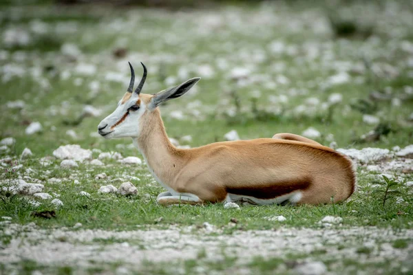 Springbok deitado na grama em Etosha . — Fotografia de Stock