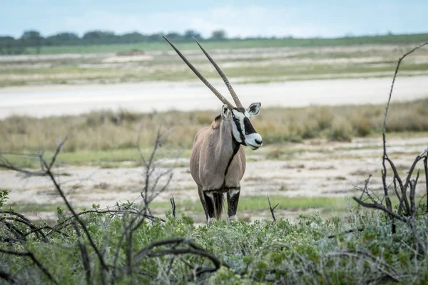 Gemsbok protagonizada por la cámara . —  Fotos de Stock