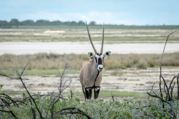 Gemsbok protagonizada por la cámara . —  Fotos de Stock