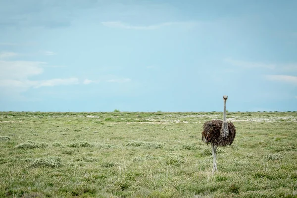 Struzzo in piedi nell'erba . — Foto Stock