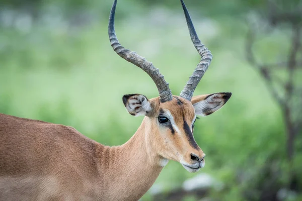 Närbild på en svart-faced impala. — Stockfoto