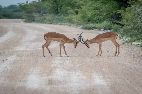 İki erkek Kara yüzlü impalas mücadele. — Stok fotoğraf