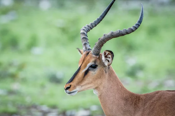 Närbild på en svart-faced impala. — Stockfoto