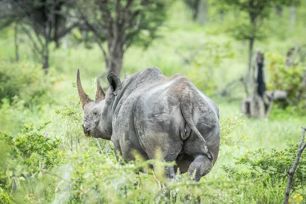 Black rhino from behind in the high grass. — Stock Photo, Image