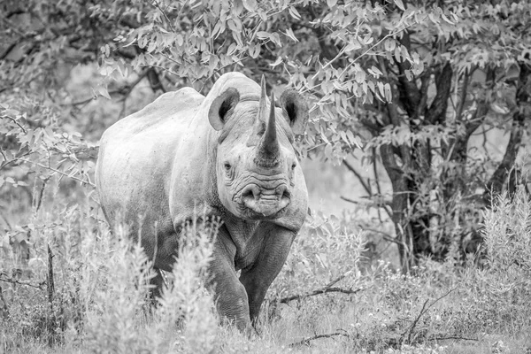 Rinoceronte preto estrelando a câmera . — Fotografia de Stock