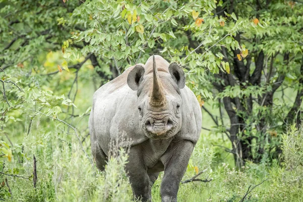 Nosorožec dvourohý hrají na kameru. — Stock fotografie