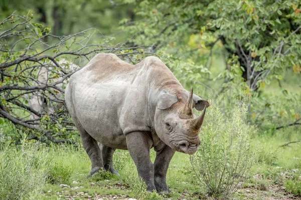 Spitzmaulnashorn starrt in die Kamera. — Stockfoto