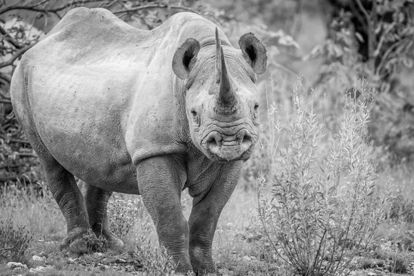 Rinocer negru care se uită la cameră . — Fotografie, imagine de stoc