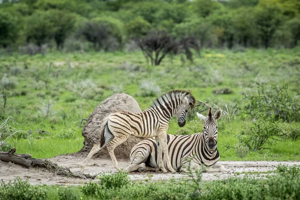 Mor och baby Zebra i gräset. — Stockfoto
