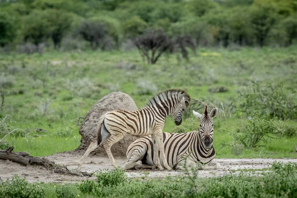 Madre e bambino Zebra nell'erba . — Foto Stock