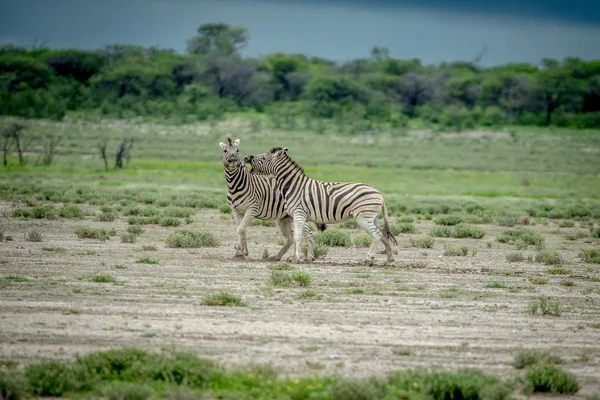 Duas zebras lutando na grama . — Fotografia de Stock