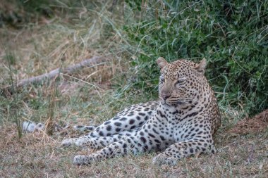 Çim döşeme bir leopar.