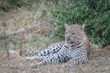 Çim döşeme bir leopar.