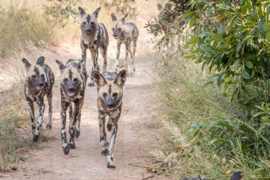 Çalışan Afrika vahşi köpek sürüsü.
