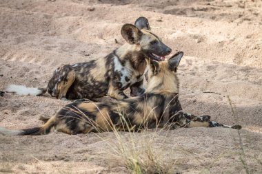 İki Afrika Vahşi köpekler kuma döşeme.