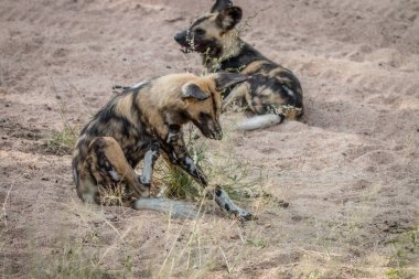 İki Afrika Vahşi köpekler kuma döşeme.