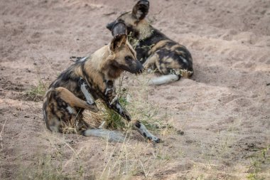 İki Afrika Vahşi köpekler kuma döşeme.