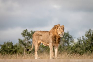 Yol üzerinde bir erkek aslan duran.