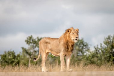 Yol üzerinde bir erkek aslan duran.