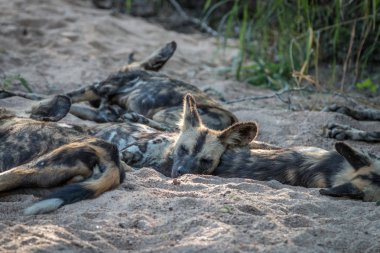 Dinlenme Afrika vahşi köpek sürüsü.