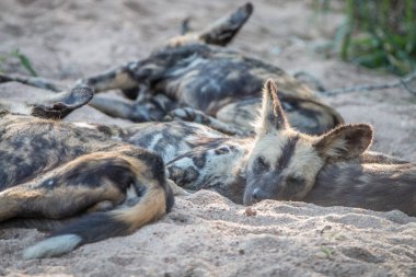 Dinlenme Afrika vahşi köpek sürüsü.