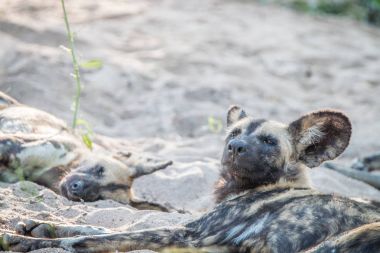 İki Afrika Vahşi köpekler kuma rahatlatıcı.