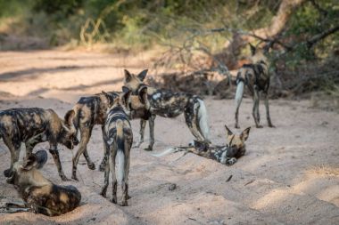 Afrika yaban köpeği yürüyen bir paketi.