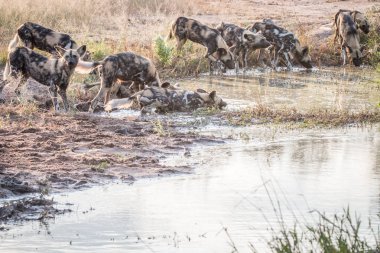 İçme Afrika vahşi köpek sürüsü.