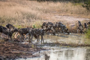 İçme Afrika vahşi köpek sürüsü.