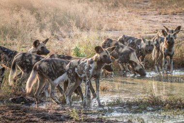 İçme Afrika vahşi köpek sürüsü.