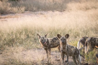 İki Afrika vahşi köpek çim.