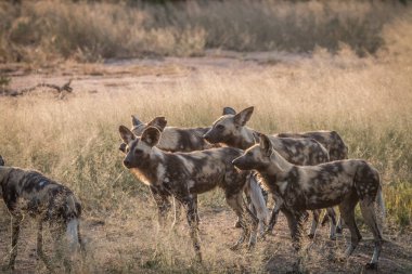Çim Afrika vahşi köpek sürüsü.