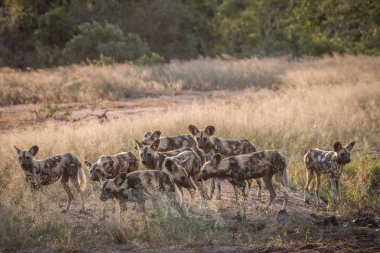 Çim Afrika vahşi köpek sürüsü.