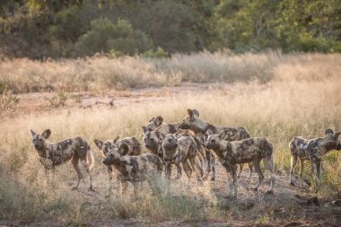 Çim Afrika vahşi köpek sürüsü.