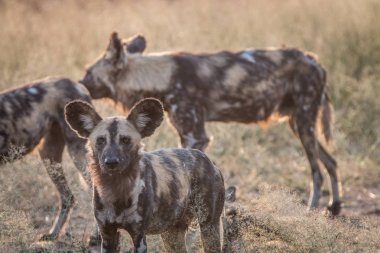 Kameraya bakarak bir Afrika yaban köpeği.