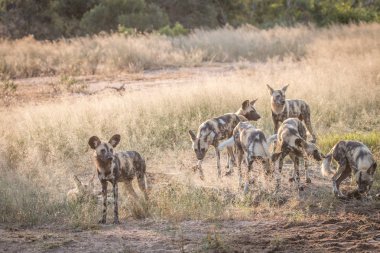 Birkaç Afrika vahşi köpek çim.