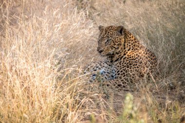 Otların arasında oturan bir erkek leopar.