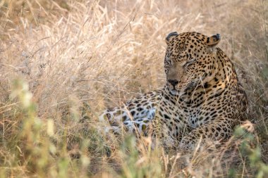 Otların arasında oturan bir erkek leopar.