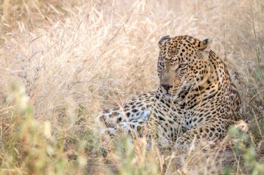 Otların arasında oturan bir erkek leopar.