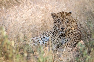 Otların arasında oturan bir erkek leopar.