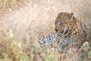 Otların arasında oturan bir erkek leopar.